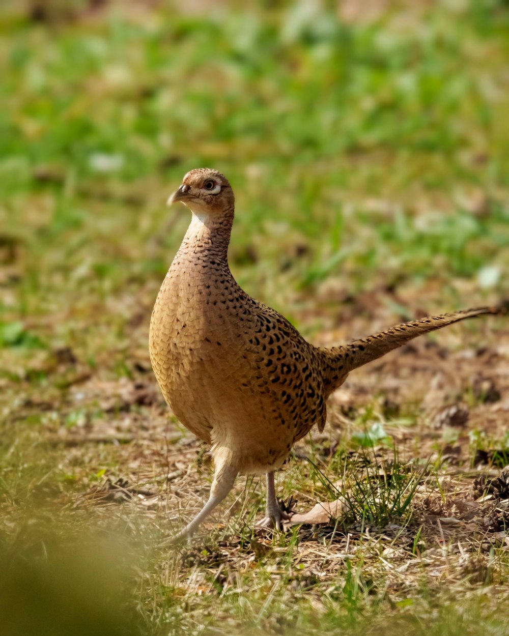 a small bird standing on top of a grass covered field