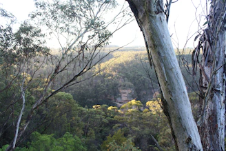 Tall eucalyptus trees with peeling bark stand in the foreground, partially framing a distant view of a lush, verdant valley filled with dense forest. Sunlight softly filters through the foliage, casting a gentle glow over the landscape.
