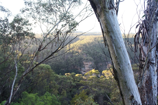 Tall eucalyptus trees with peeling bark stand in the foreground, partially framing a distant view of a lush, verdant valley filled with dense forest. Sunlight softly filters through the foliage, casting a gentle glow over the landscape.