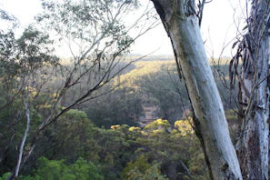 Majestic eucalyptus trees bathed in the soft light of an early morning sunrise.