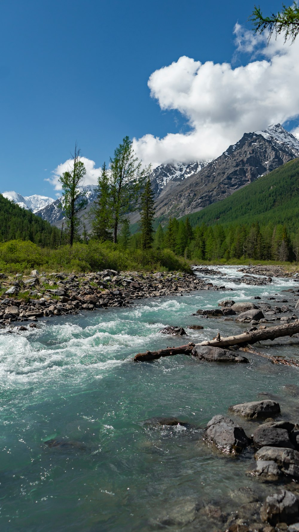 a river running through a lush green forest