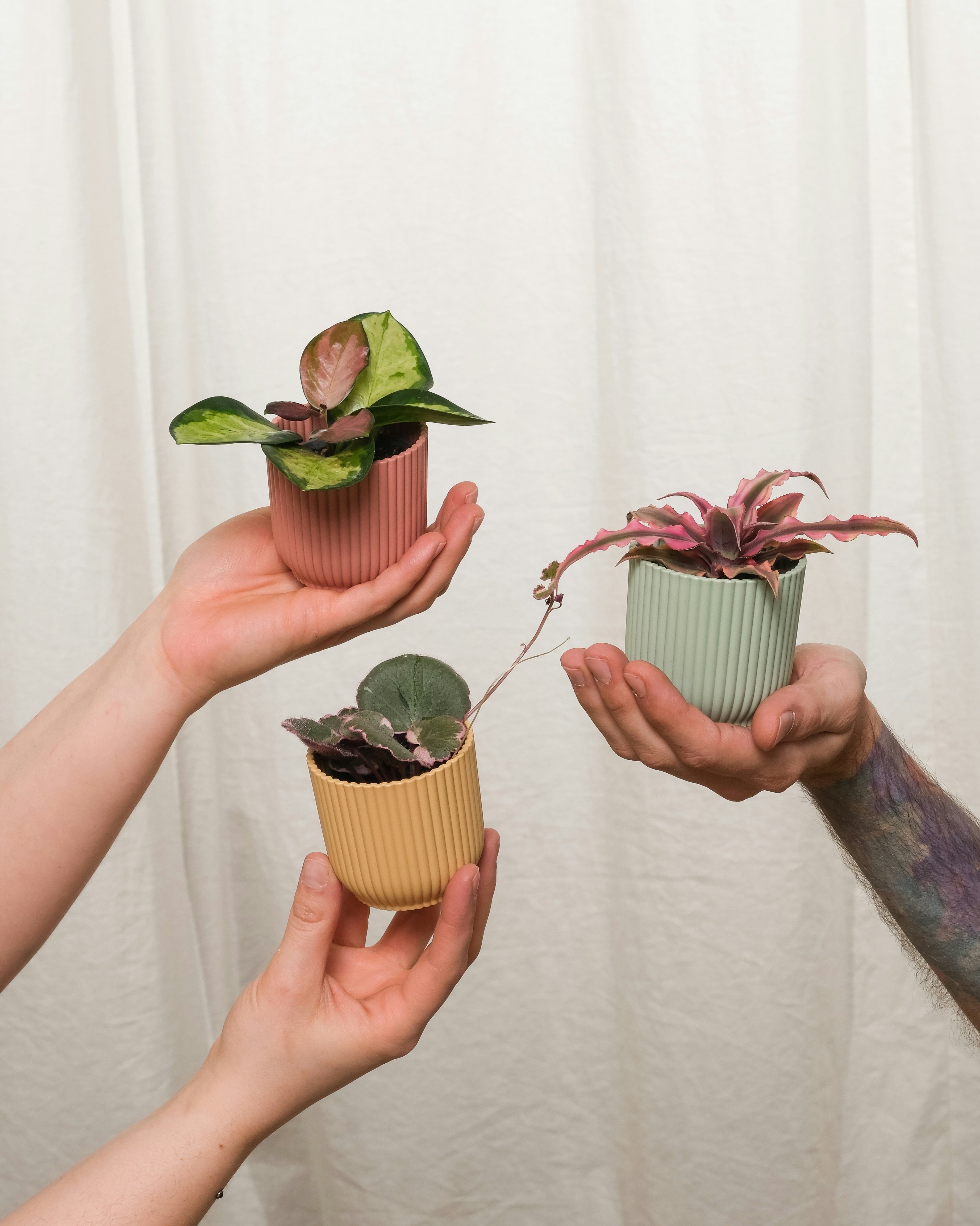 a group of people holding plants in their hands