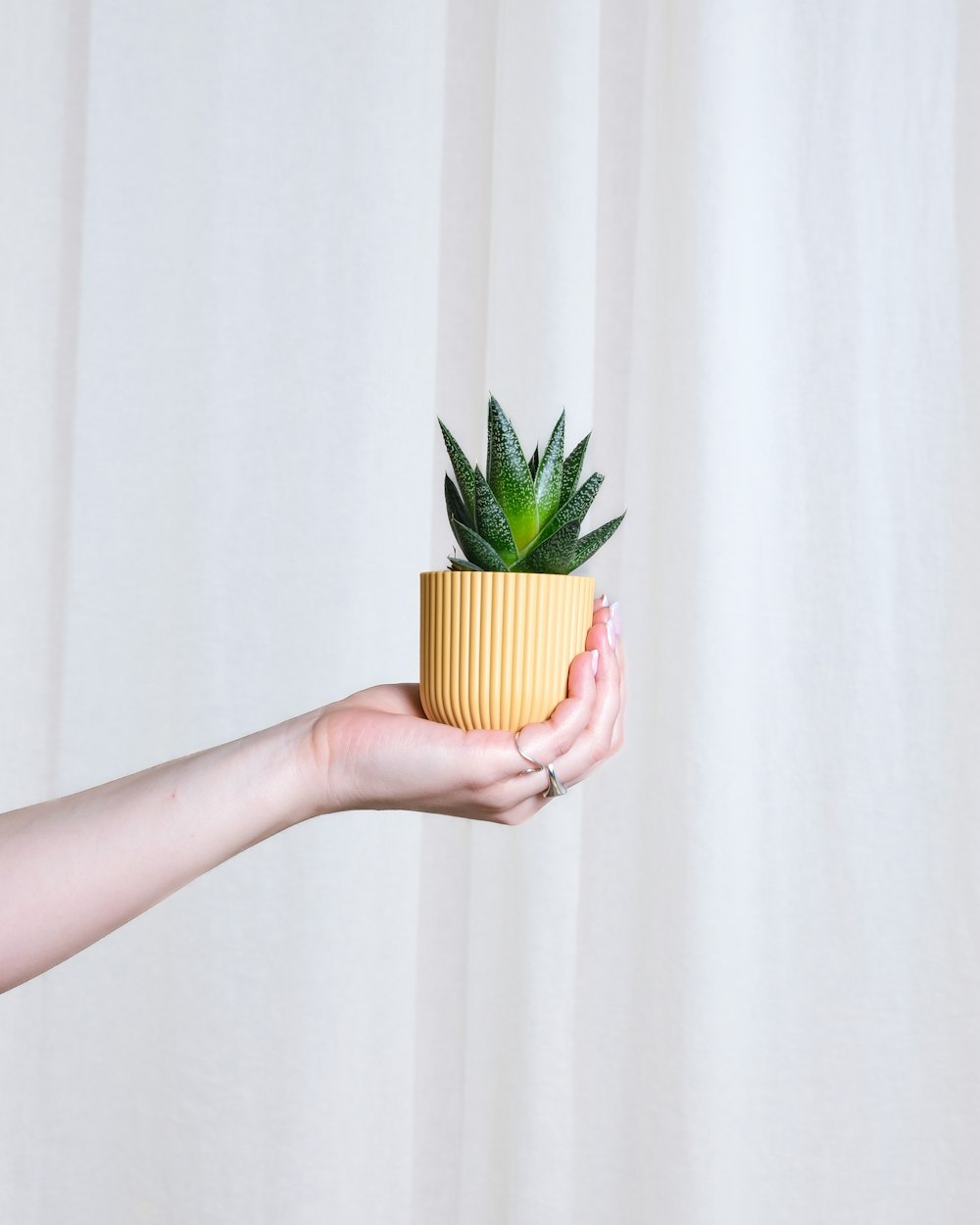 a person holding a potted plant in their hand