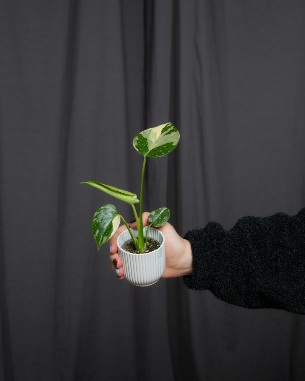 a person holding a potted plant in their hand