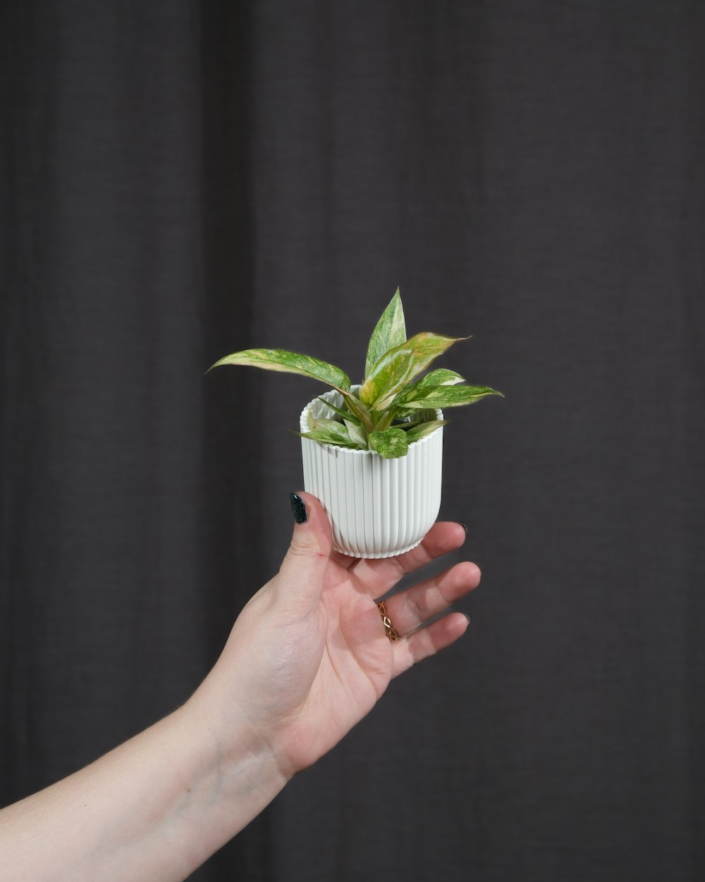 a hand holding a small white potted plant