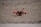 A small quadcopter drone with red propellers is positioned on a gravel-covered surface. It features a compact design with visible electronic and mechanical components mounted on a yellow and black battery pack.