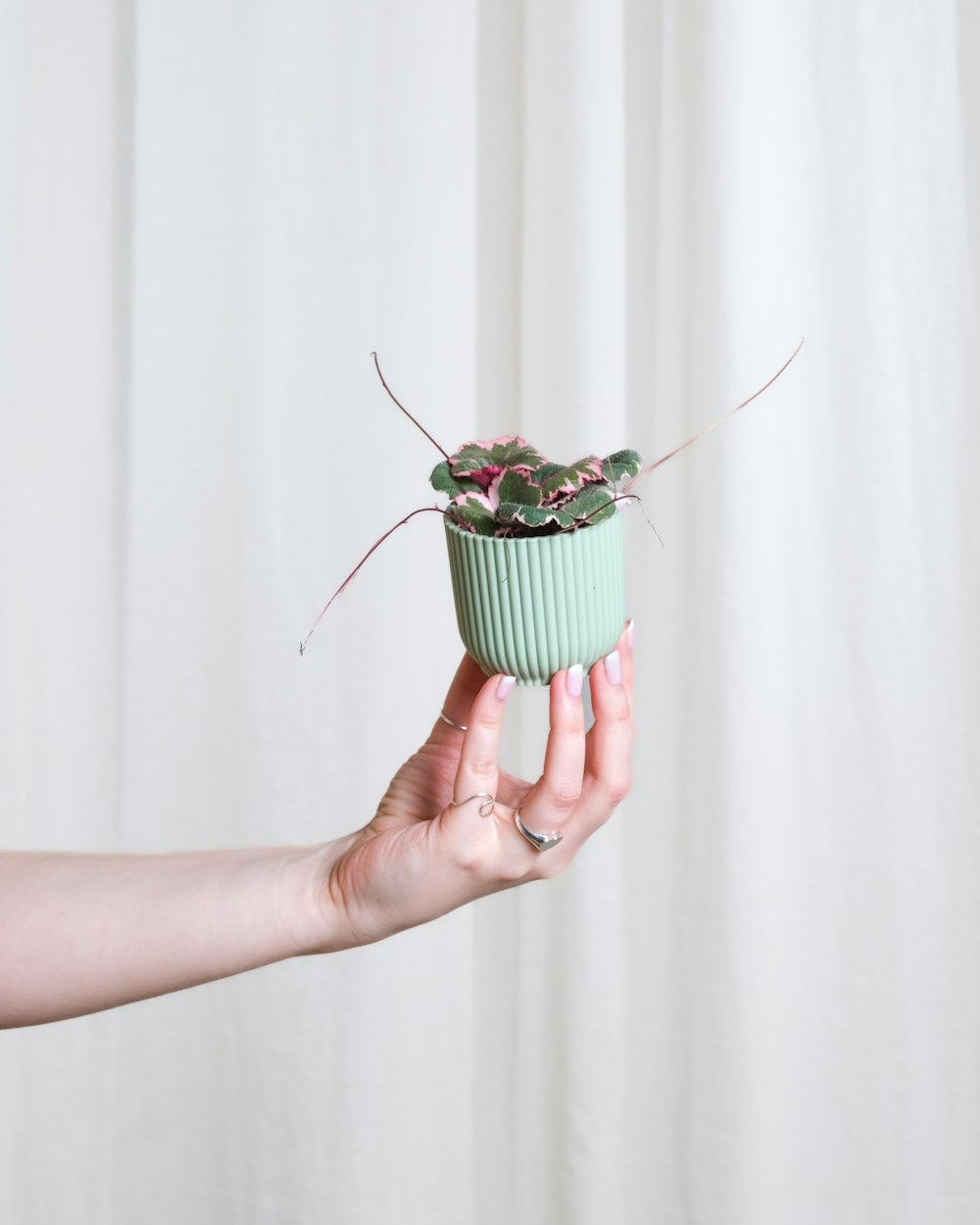 a woman holding a potted plant in her hand