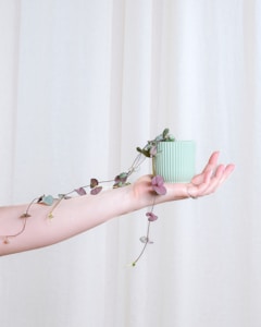 Pothos Plant