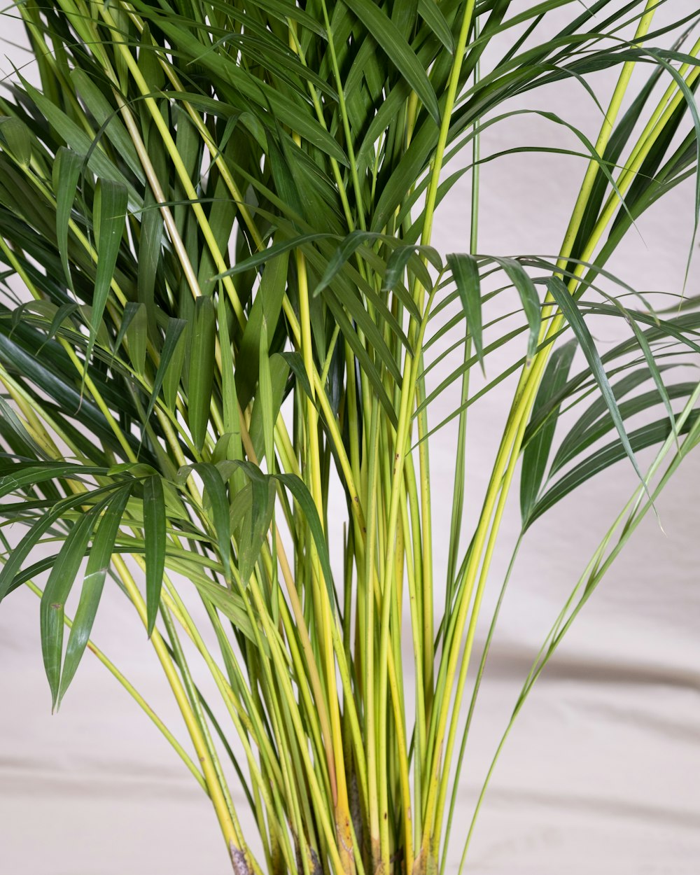 a plant with green leaves in a pot