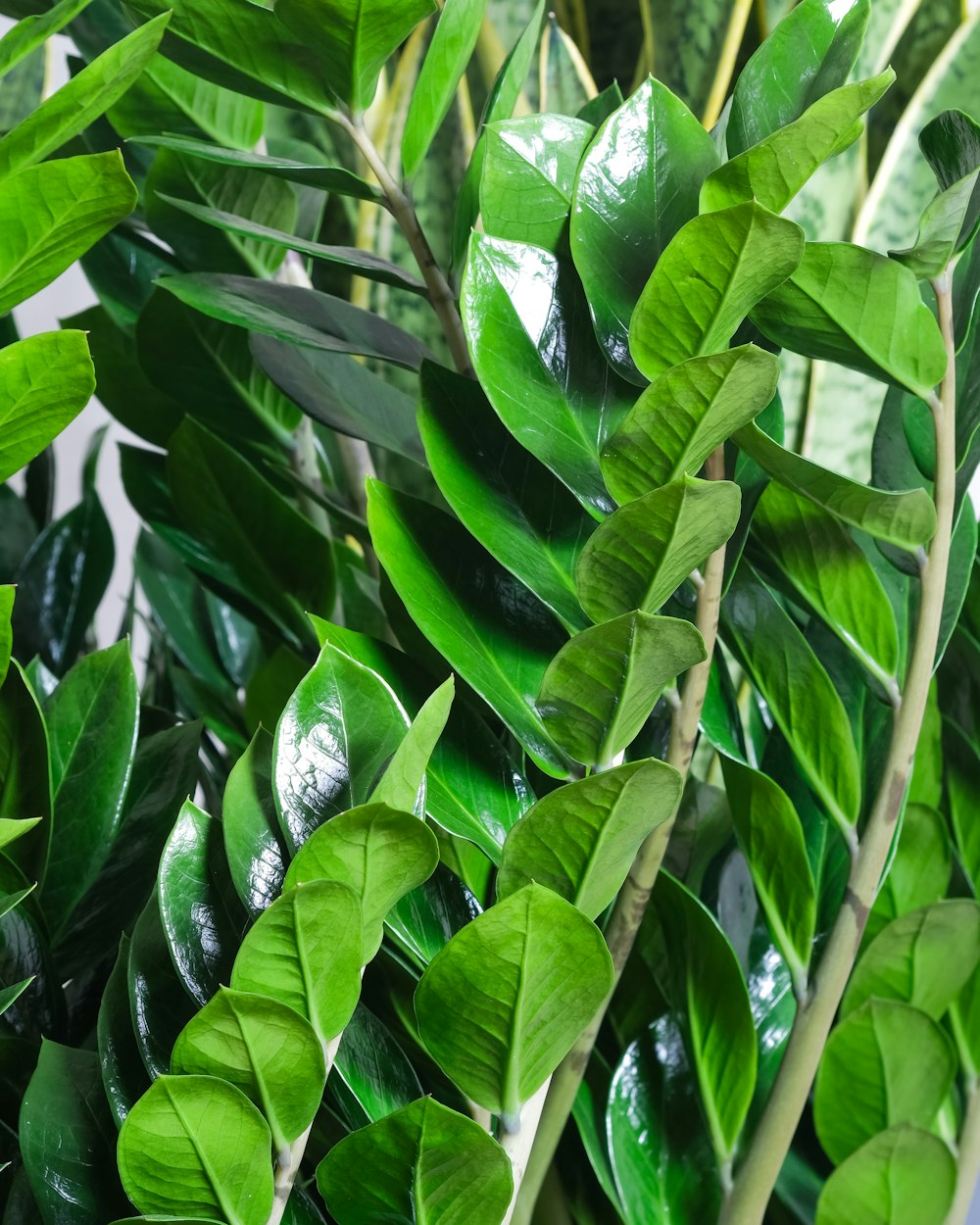 a close up of a plant with green leaves