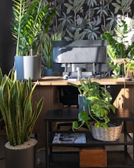 a bunch of plants that are sitting on a table