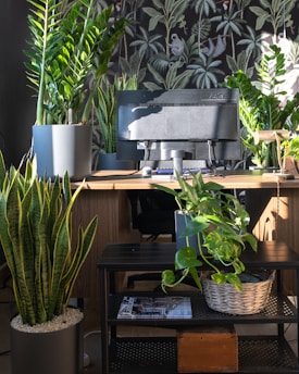 a bunch of plants that are sitting on a table
