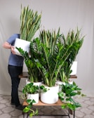 A person is arranging a collection of various indoor plants in white pots on a wooden table. The plants have lush green leaves, and one prominent plant has tall, sharp leaves. The background is a neutral curtain, and the floor has a patterned carpet.