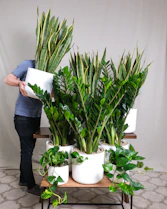 Close-up of a hand arranging a variety of small indoor plants on a wooden shelf.