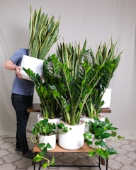 a man holding a box of plants in front of a table