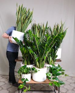 Hands arranging a colorful display of leafy plants on a wooden shelf inside an airy apartment.
