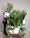 A happy customer arranging indoor plants in a bright living room.