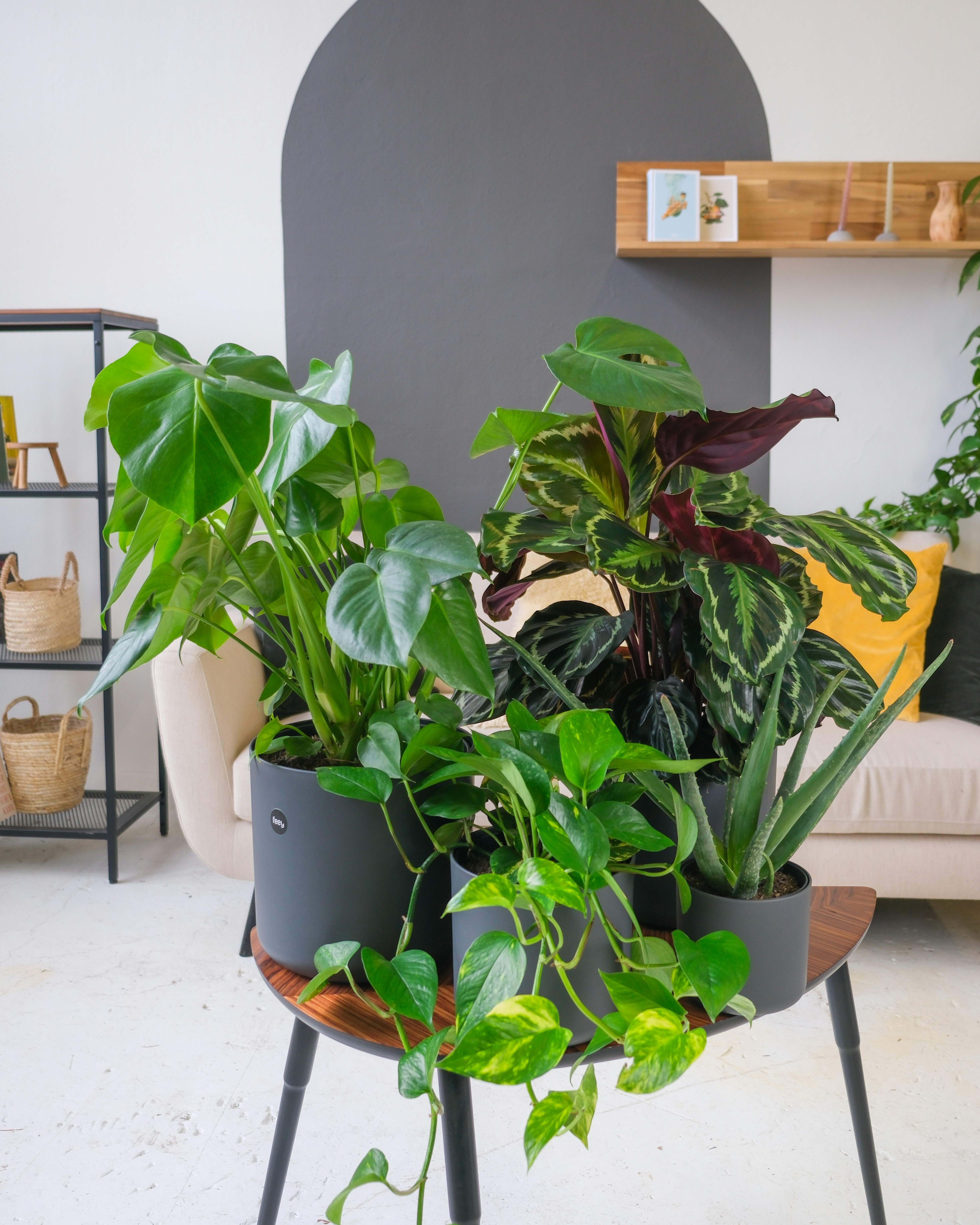 Photo by feeypflanzen