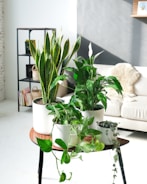A collection of potted green plants arranged on a small wooden table in a bright and cozy living room. The room features a beige couch with a soft throw, a black metal shelf with books and baskets, and sunlight pouring in from the window, casting shadows on the white and gray walls.