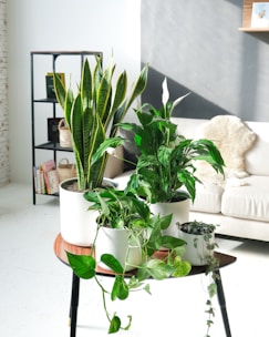 A professional cleaner tidying a sunny living room with modern furniture and plants.