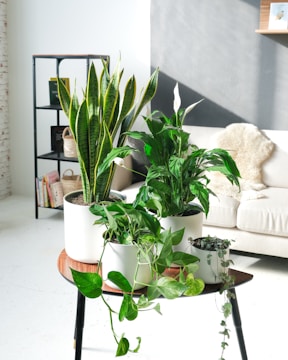 A collection of potted green plants arranged on a small wooden table in a bright and cozy living room. The room features a beige couch with a soft throw, a black metal shelf with books and baskets, and sunlight pouring in from the window, casting shadows on the white and gray walls.