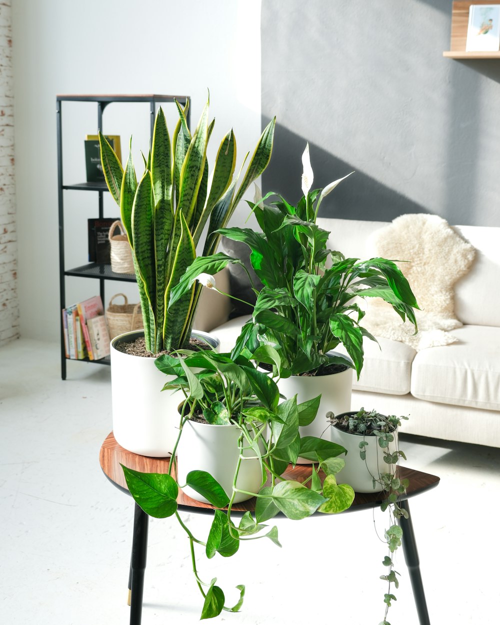 a living room filled with lots of plants on top of a table