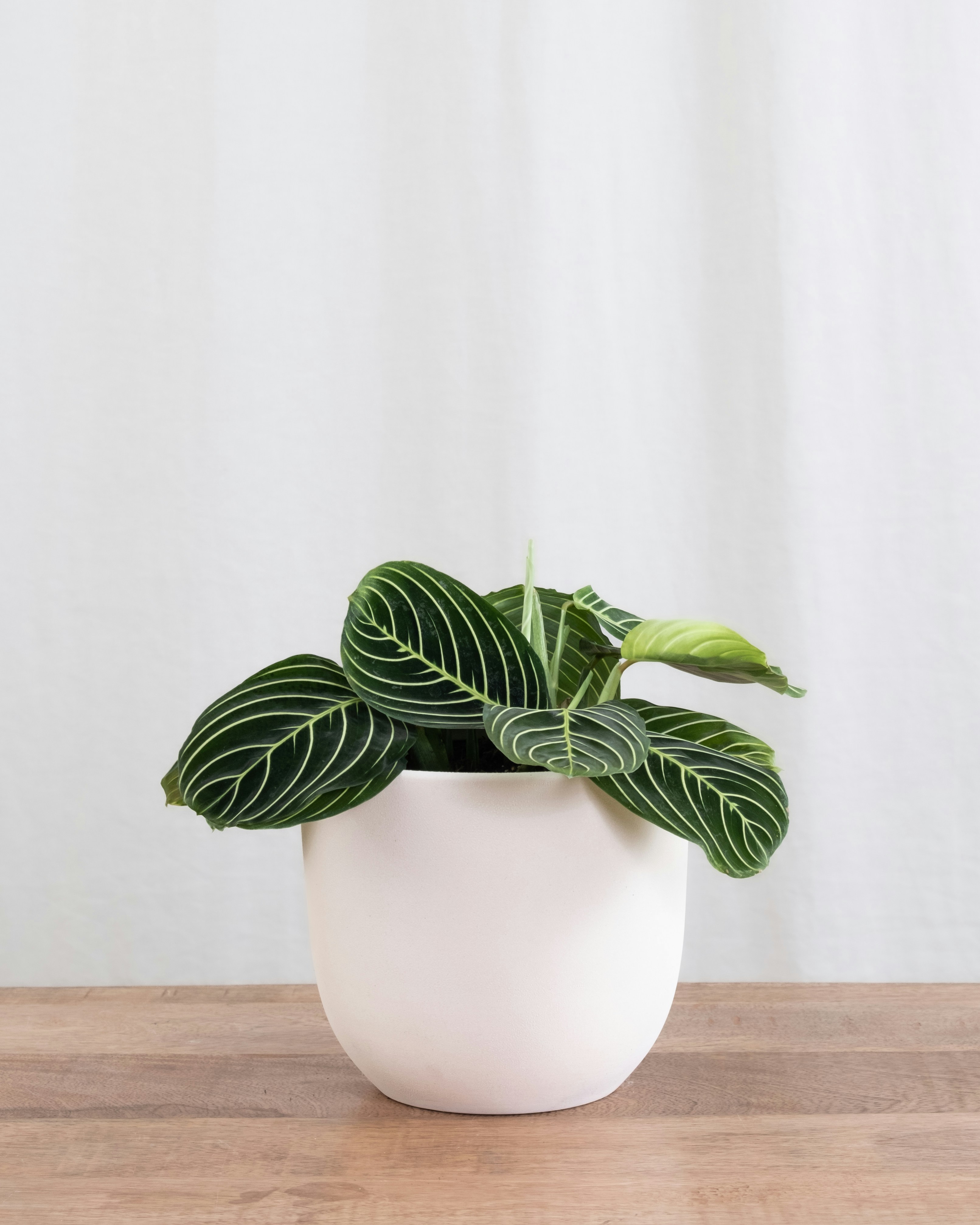 Photo by feeypflanzen