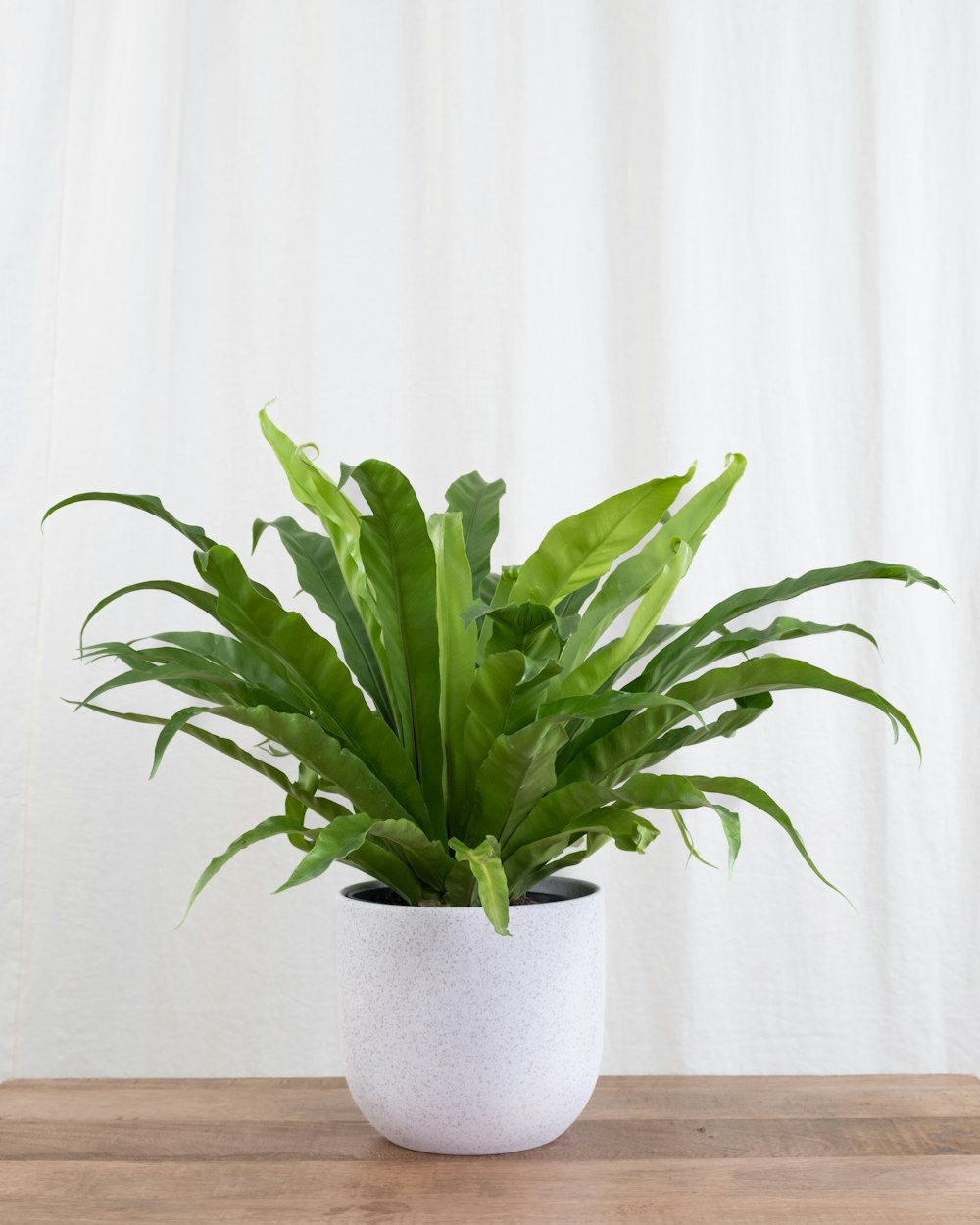 a potted plant sitting on top of a wooden table