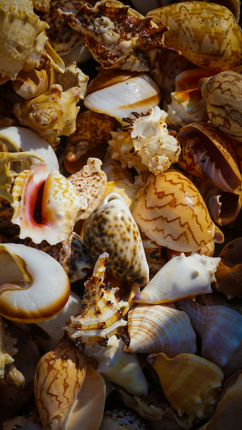 a pile of sea shells sitting on top of a beach