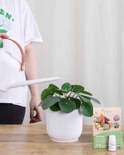 A person is watering a plant with a watering can. The plant is placed on a wooden surface and is contained in a white ribbed pot. Next to the plant is a small box labeled 'RhizoPlus' with an image of vegetables, and a small bottle of Biogarten. The person's shirt has green floral designs and the word 'GREEN'.