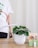 A person is watering a plant with a watering can. The plant is placed on a wooden surface and is contained in a white ribbed pot. Next to the plant is a small box labeled 'RhizoPlus' with an image of vegetables, and a small bottle of Biogarten. The person's shirt has green floral designs and the word 'GREEN'.