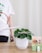 A person is watering a plant with a watering can. The plant is placed on a wooden surface and is contained in a white ribbed pot. Next to the plant is a small box labeled 'RhizoPlus' with an image of vegetables, and a small bottle of Biogarten. The person's shirt has green floral designs and the word 'GREEN'.