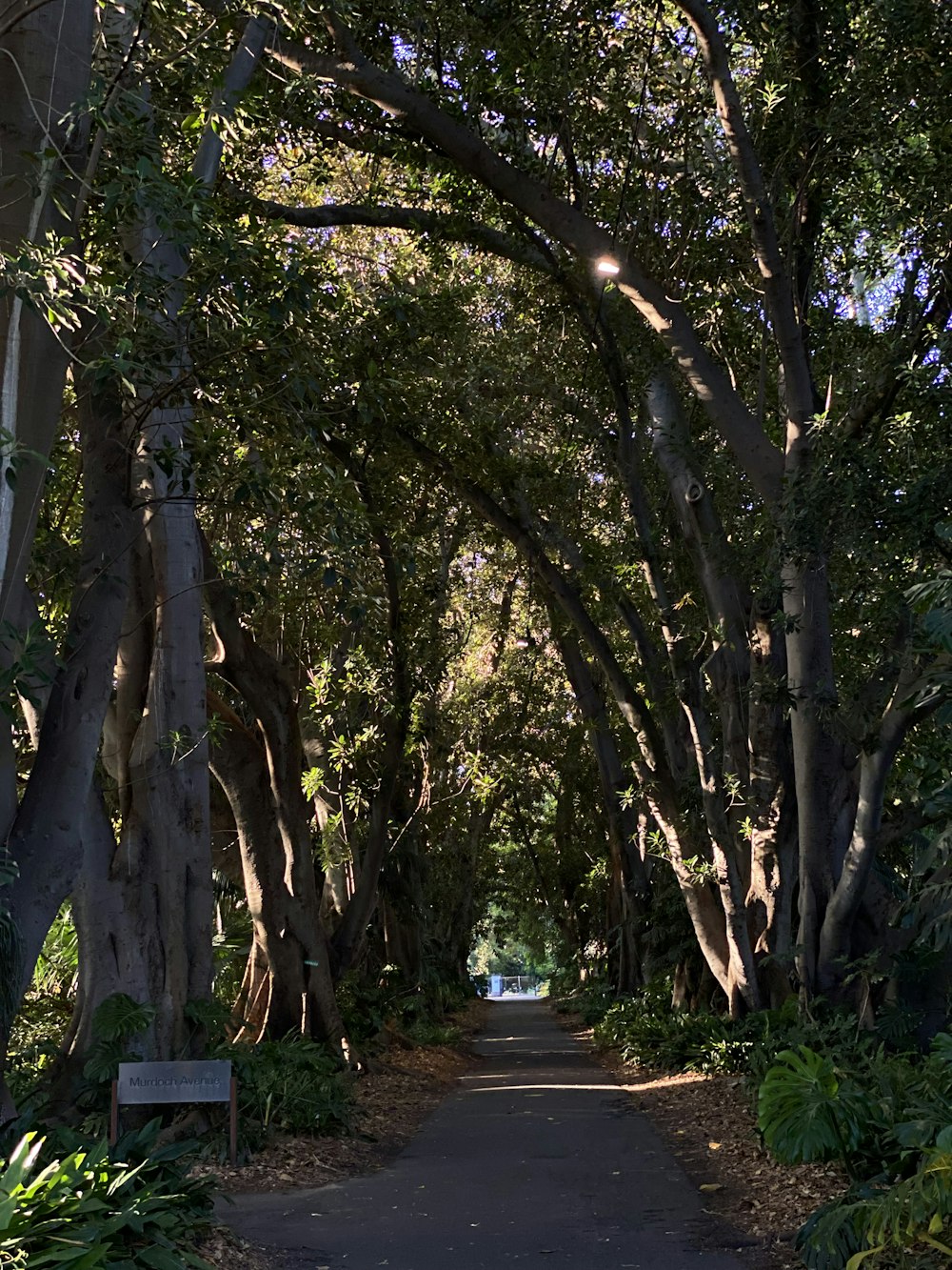 a tree lined road with a sign in the middle