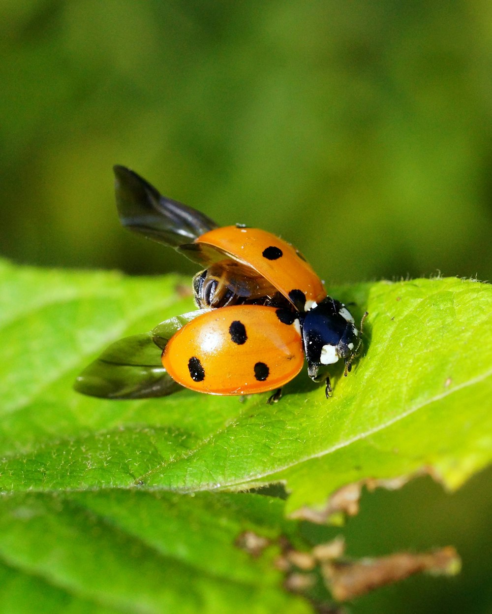 a lady bug sitting on top of a green leaf