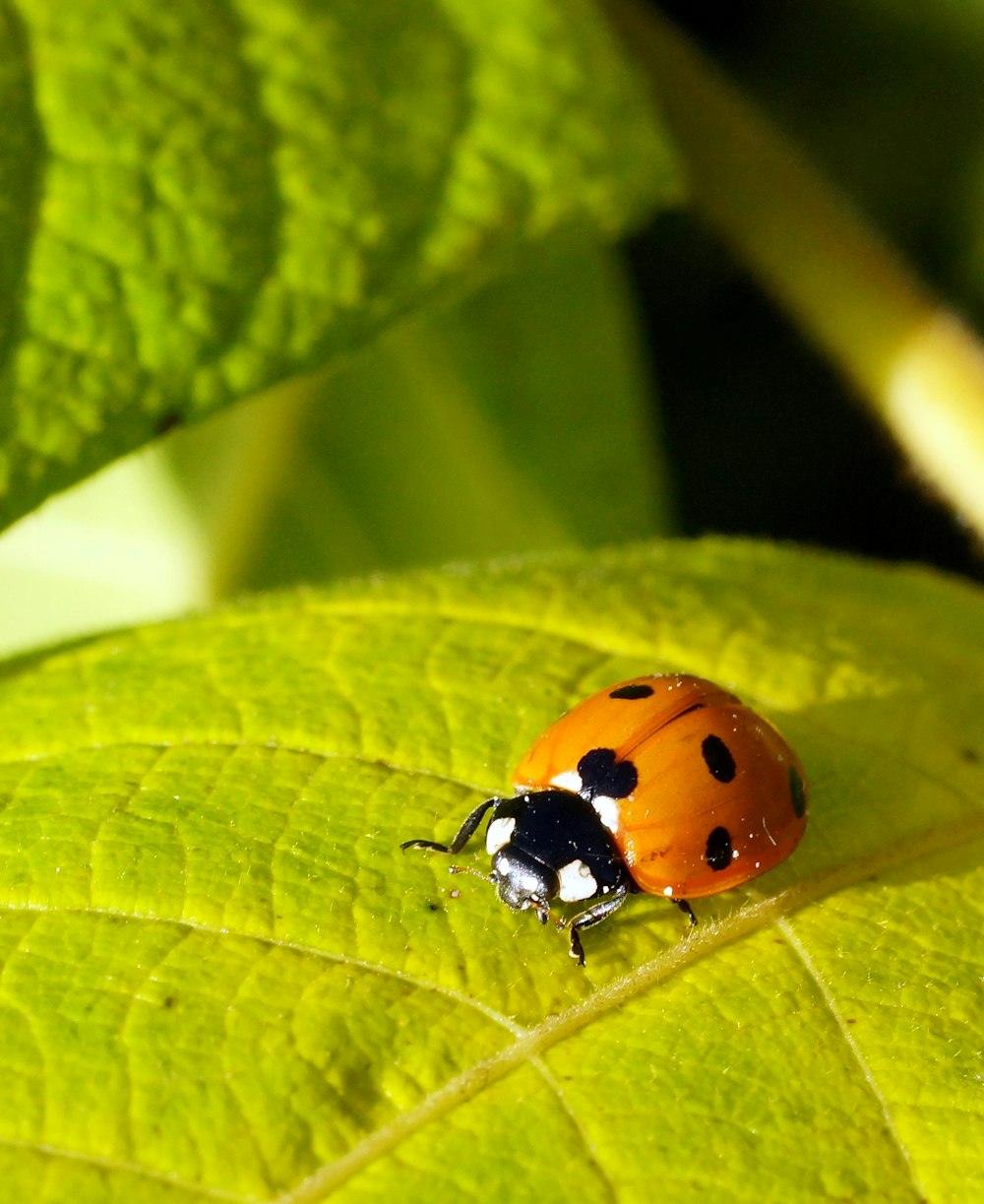 a lady bug sitting on top of a green leaf