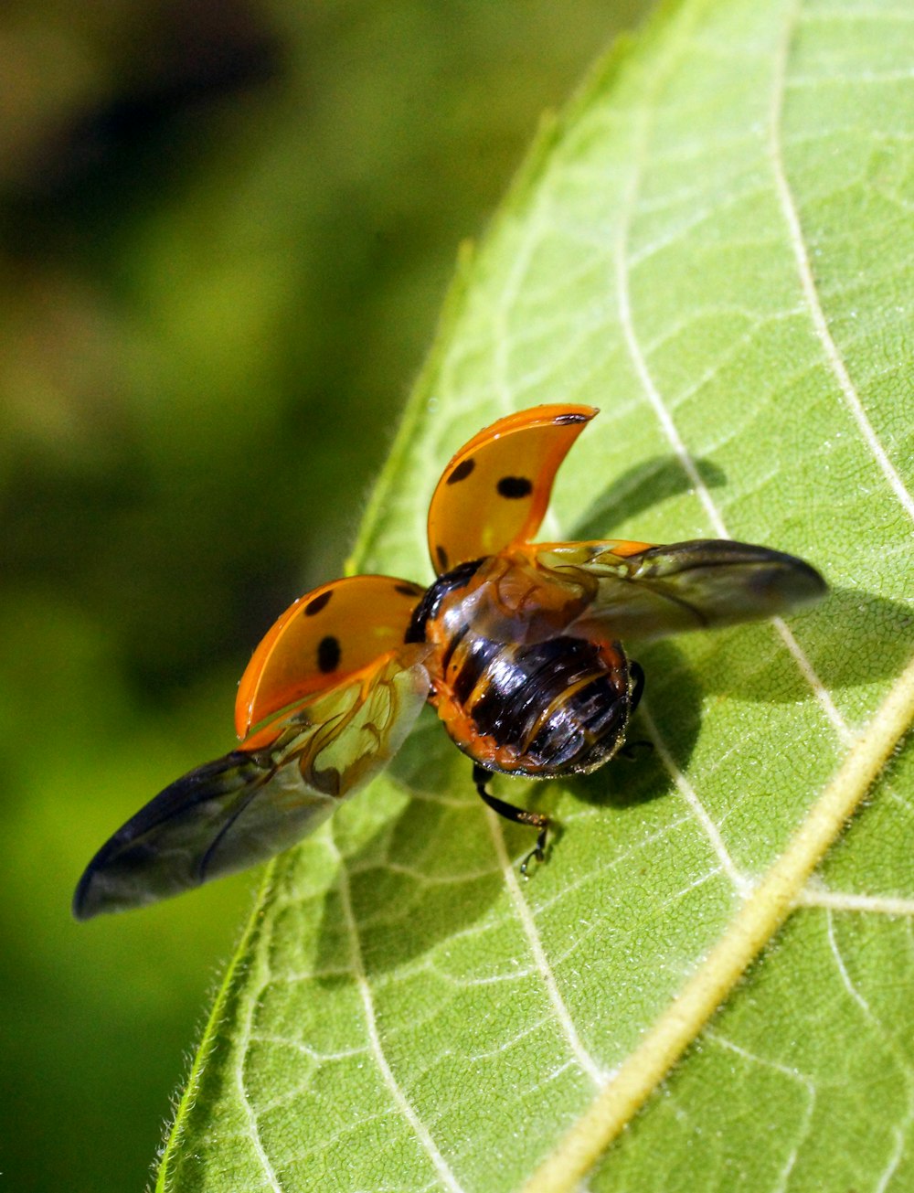 a close up of a bee on a leaf