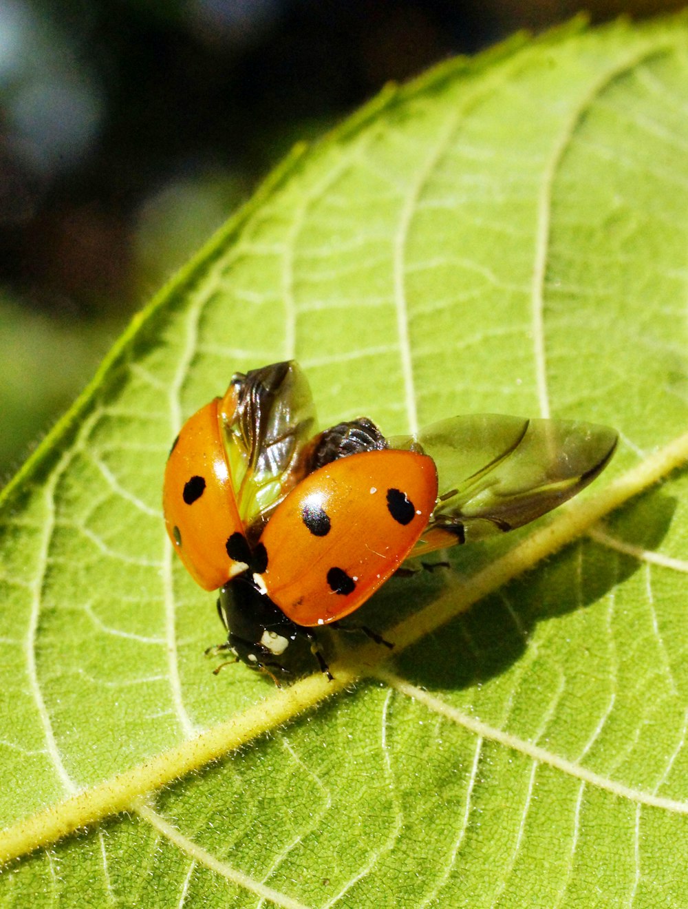 a lady bug sitting on top of a green leaf