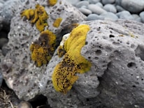 Close-up of volcanic rocks with green moss and small plants growing.