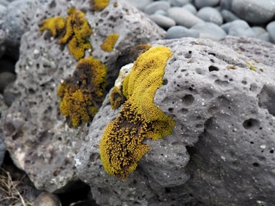 Close-up of volcanic rocks with green moss and small plants growing.