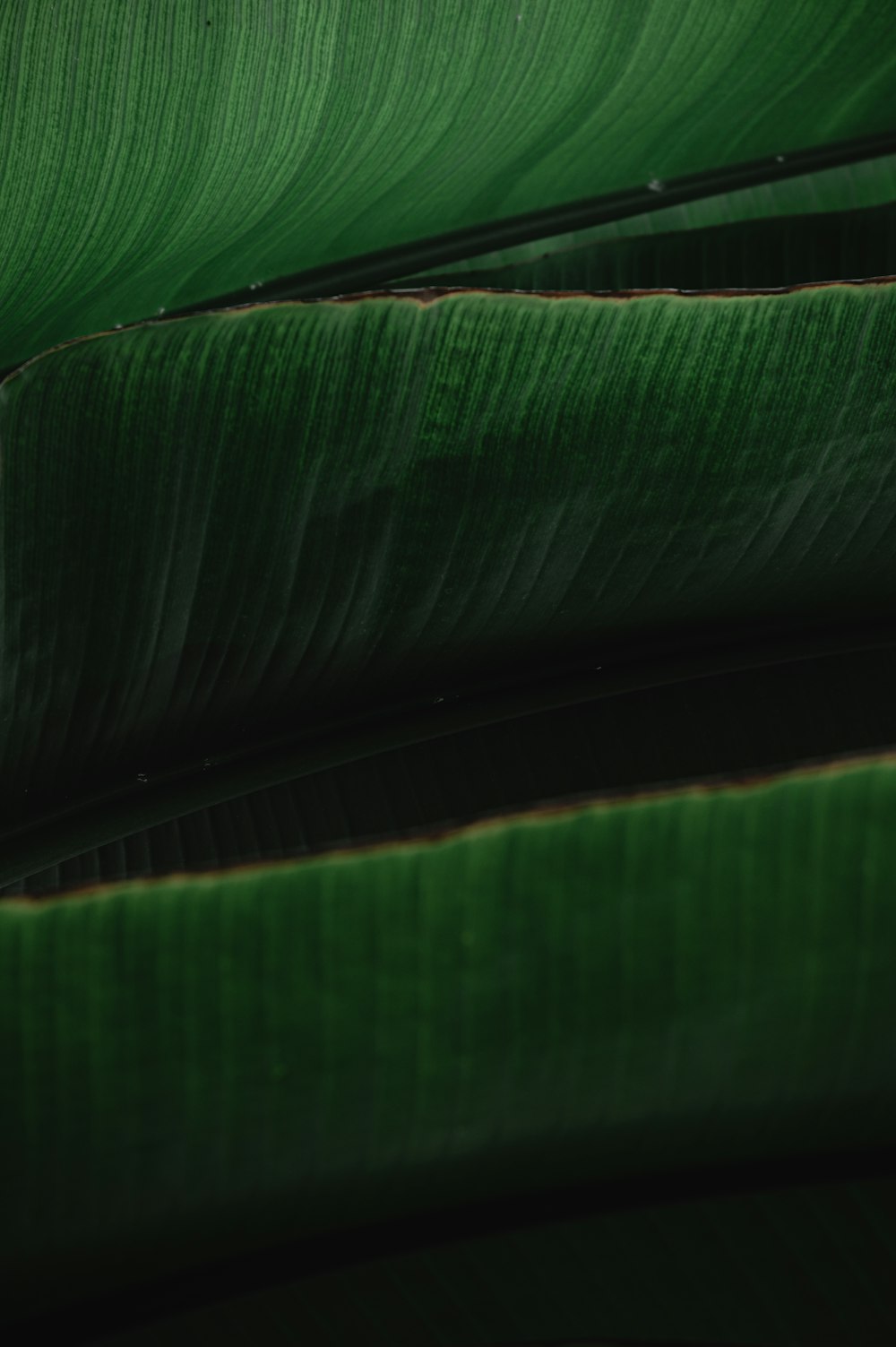 a close up of a large green leaf