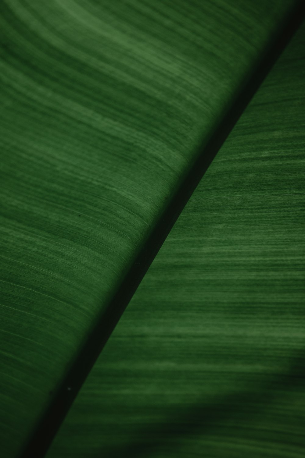 a close up of a large green leaf