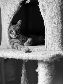 A tabby cat comfortably lounges inside a worn-out cat tree. The cat appears relaxed with one of its front paws extending outwards. The texture of the cat tree's fabric is visibly frayed, indicating frequent use.