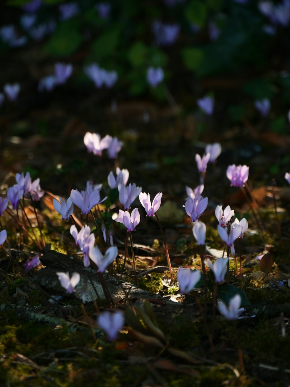 a bunch of purple flowers that are in the grass