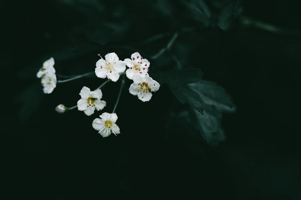 a bunch of white flowers on a black background