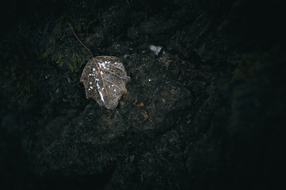 a leaf that is sitting on some rocks