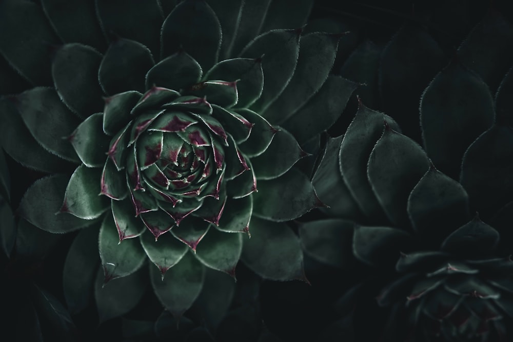 a close up of a green flower on a black background