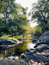a river running through a lush green forest