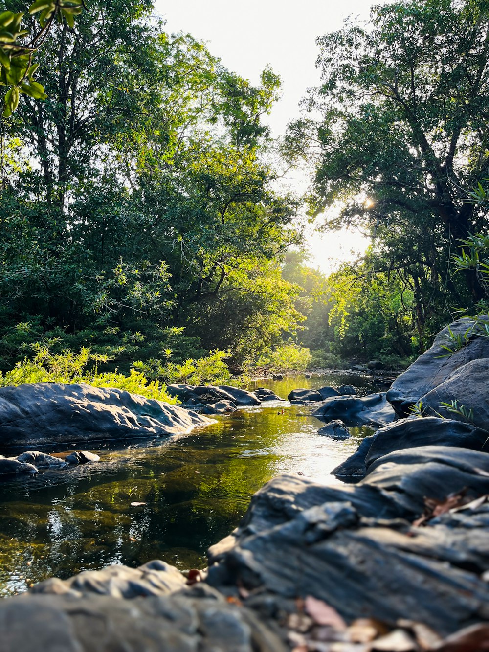 a river running through a lush green forest