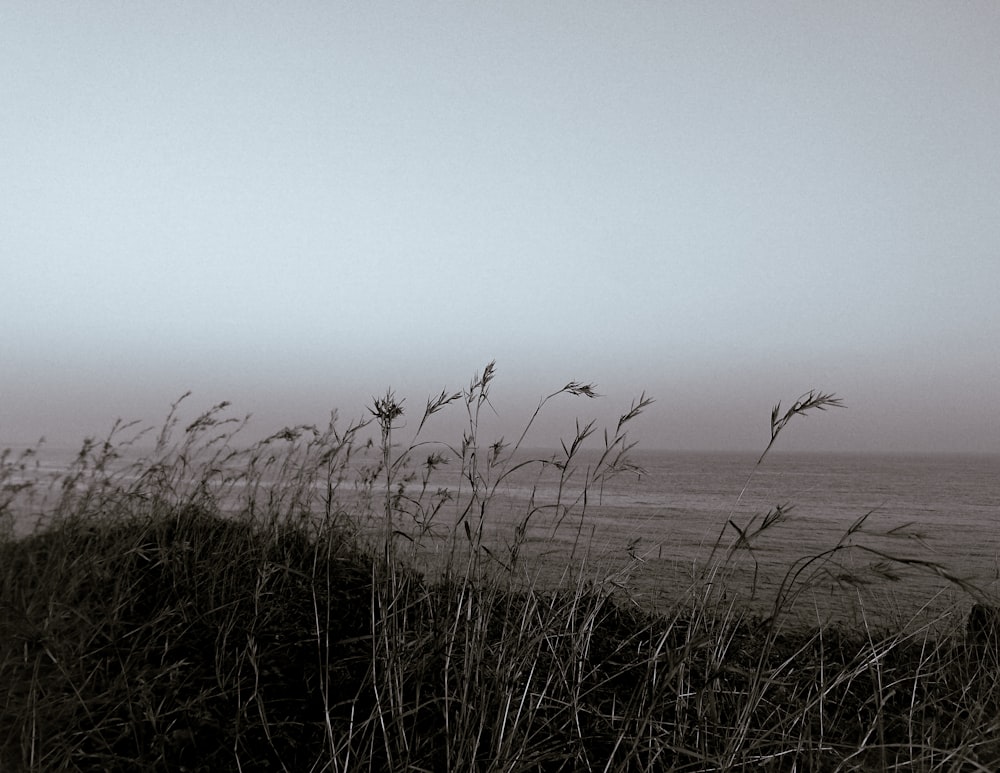 잔디가있는 해변의 흑백 사진