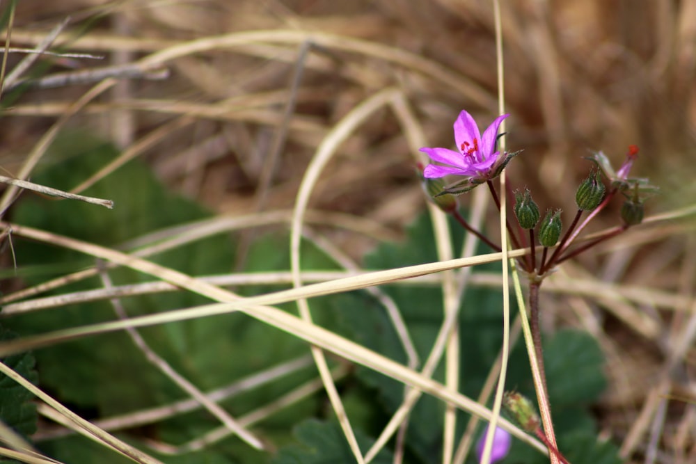 a small purple flower sitting on top of a lush green field